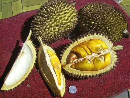 (300luuliendurio.jpg)